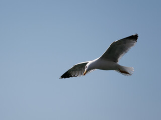 sea gull in the gulf pf la spezia