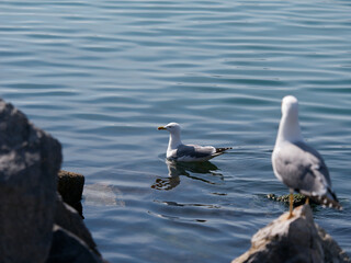 sea gull in the gulf pf la spezia