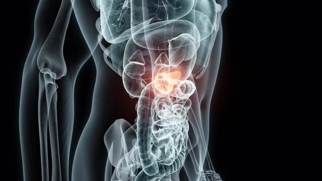 3D rendering Medical Animation of a Human Pancreas.X-ray of a Pancreas