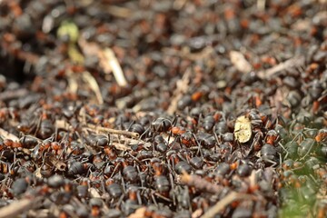 Nest der Großen Wiesenameise (Formica pratensis).