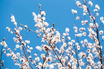 Blossom tree over nature background. spring flowers. spring background. Blurred concept. Natural background. Apricot flowers