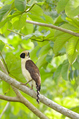 Laughing Falcon