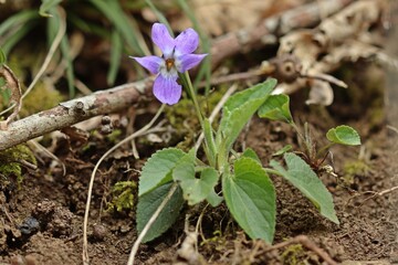 Raues Weilchen (Viola hirta)