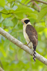 Laughing Falcon