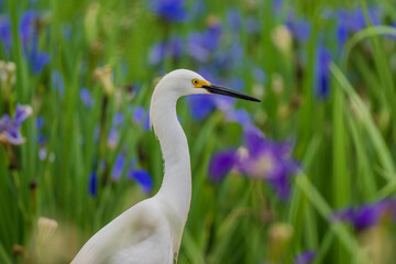 heron in the marsh