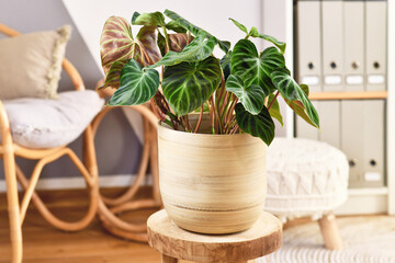 Topical 'Philodendron Verrucosum' houseplant with dark green veined velvety leaves in flower pot