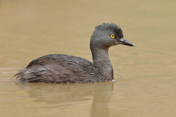 Least grebe