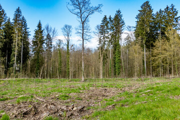 Neuanpflanzung nach Abholzung im Mischwald