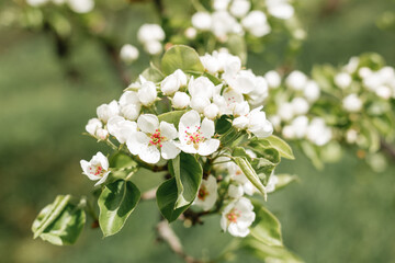 Flowering branch of an apple tree close-up