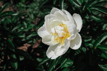 Obraz na płótnie Canvas White beautiful rosehip flower. Beautiful floral background