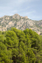 Fototapeta na wymiar Trees and Peaks in Aixorta Mountain Range; Guadalest; Alicante; Spain