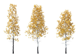 Populus tremuloides, quaking aspen, trembling aspen, American aspen, trembling poplar, white poplar, popple, golden aspen, mountain aspen, light for daylight, easy to use, 3d render, isolated