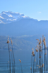 Annecy lake landscape, view from st jorioz on mountains , lake and reeds - 591196863