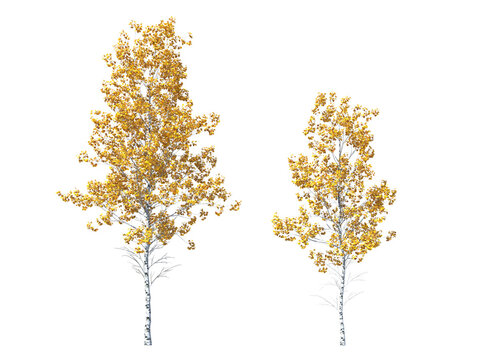 Populus tremuloides, quaking aspen, trembling aspen, American aspen, trembling poplar, white poplar, popple, golden aspen, mountain aspen, light for daylight, easy to use, 3d render, isolated