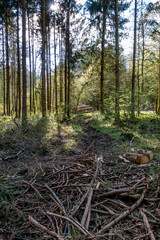 Neuanpflanzung nach Abholzung im Mischwald