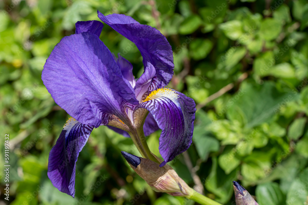 Canvas Prints Iris mauve