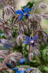 Bourrache officinale