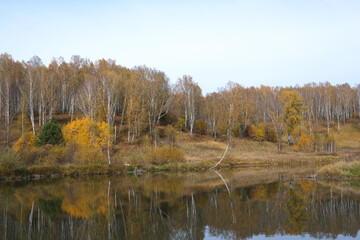Fototapeta na wymiar Autumn landscape in the birch forest near the lake