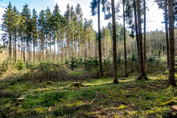Neuanpflanzung nach Abholzung im Mischwald