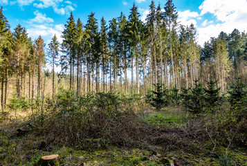 Neuanpflanzung nach Abholzung im Mischwald