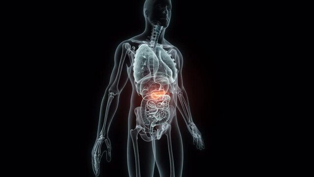 3D rendering Medical Animation of a Human Pancreas.X-ray of a Pancreas