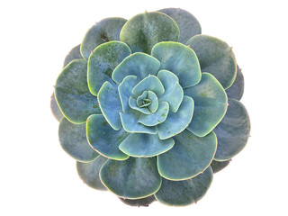 Obraz premium plantas suculentas, sedum, aloe, echeveria, crassula