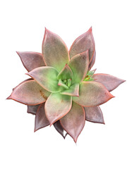 plantas suculentas, sedum, aloe, echeveria, crassula