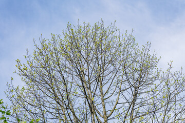 tree with green leaves blooming in springtime