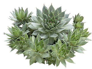 plantas suculentas, sedum, aloe, echeveria, crassula