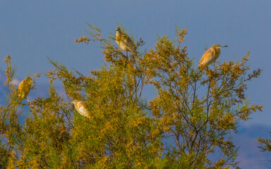 Squacco Heron (Ardeola ralloides) is a wetland bird, ıt ıs a common wetland bırd