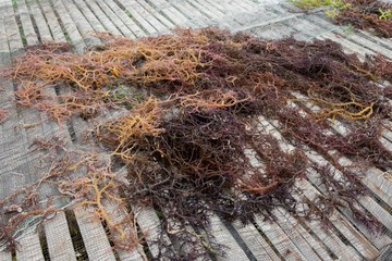 Seaweed drying. The harvested algae are dried in the sun or drained before being sold.