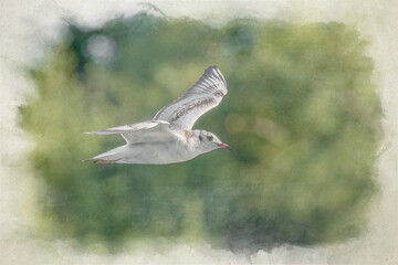Digital watercolour painting of Black-Headed Gulls in flight. Non breeding adult Black Headed Gull.