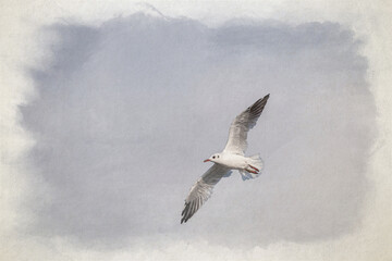 Digital watercolour painting of Black-Headed Gulls in flight. Non breeding adult Black Headed Gull.