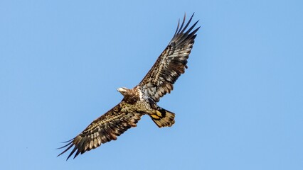 eagle in flight