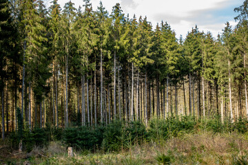 Neuanpflanzung nach Abholzung im Mischwald