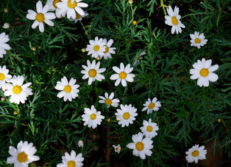 Background of beautiful chamomile flower bed