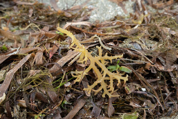 Closeup of seaweed on the farm