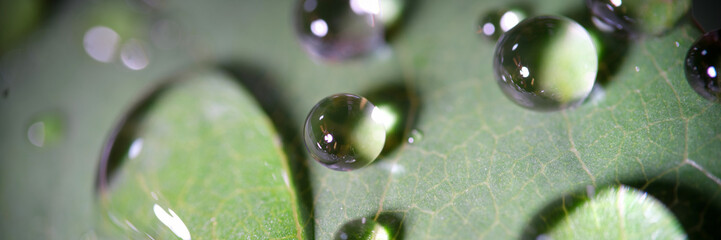 Dew or rain drops on green leaf