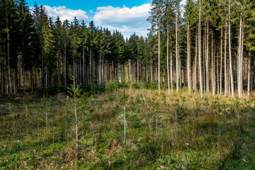 Neuanpflanzung nach Abholzung im Mischwald