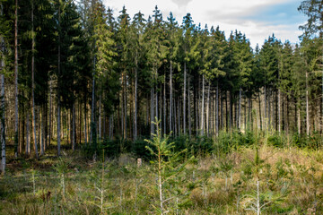 Neuanpflanzung nach Abholzung im Mischwald