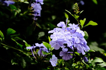 blue and purple flowers