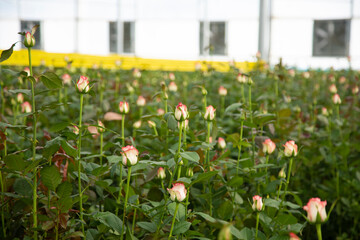 Perspective view of greenhouse with red roses