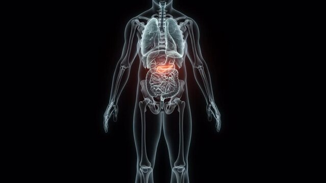 3D rendering Medical Animation of a Human Pancreas.X-ray of a Pancreas