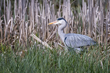 Close up of a large Grey Heron stalking amongst the reed beds on pond edge