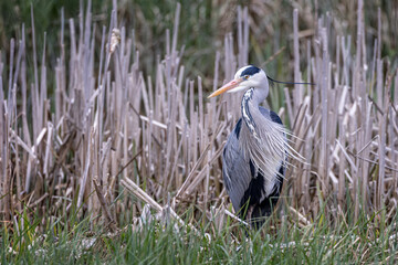 Close up of a large Grey Heron in amongst the reed beds on pond edge