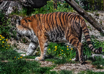 Siberian tiger in its enclosure. Latin name - Panthera tigris altaica	