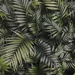 Obraz premium Tropical exotic palm leaves background. Aesthetic minimal floral composition