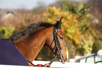 Fototapeta premium Thoroughbred Horses on the racetrack wearing bridles and blinkers
