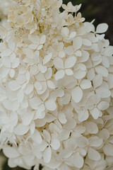 Closeup of white hydrangea flower bush