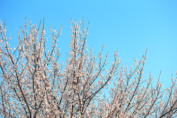 Blossom tree over nature background. spring flowers. spring background. Blurred concept. Natural background. Apricot flowers